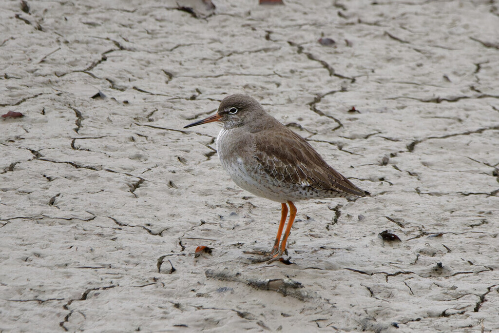 Redshank